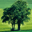 Timber Garages icon